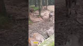 Ranchi Zo Ghar Deer