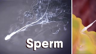 What Is Sperm?What is sperm made of? medical animation #sperm #fertilization