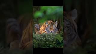 Tiger Attack #short #shortvideo #shortsbeta