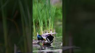 duck catching fishing in pond....#shortvideo