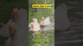 Duck Videos #shortsvideo #shorts