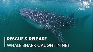 Whale Shark Caught in Fishing Net, Rescued and Released in Kerala