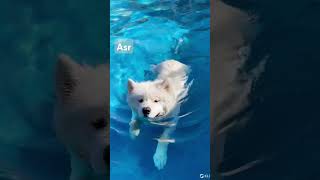 cute dog swimming