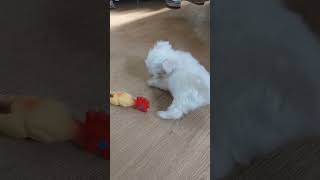 как растёт щенок #cute #pets #dog #shorts