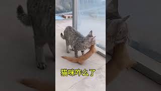 猫咪和黄鼠狼大战！