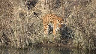 Tiger takes a break after hunting and goes swimming at Corbett-Dec 2020