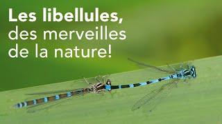 Les libellules, des merveilles de la nature.