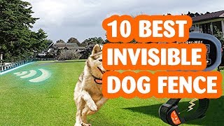 10 Best Invisible Dog Fences- Reviews in 2019