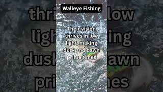 Walleye Facts 1