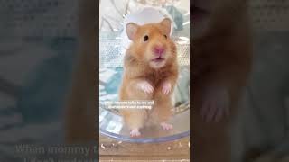 Hamster 🤣