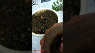 How to grow Maidenhair fern / മെയ്ഡൻഹെയർ ഫേണ് എങ്ങനെ വളർത്താം