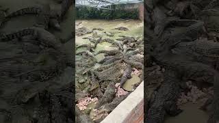 Feeding to group of crocodiles at farm