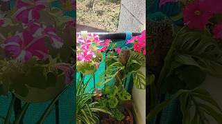 Balcony garden in winter#colourful petunia flower#winter flowers#garden mind#shorts