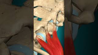 Scalenus posterior muscle action Vertebral column lateral flexion #muscle #anatomy