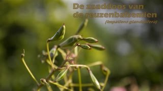 De ontploffende zaaddoos van de reuzenbalsemien (Impatiens glandulifera)