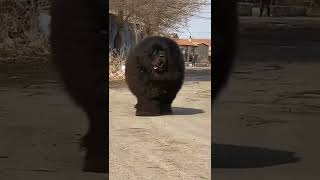 heavy dog 🐅🐅🐅😱😱😱🙏🙏🙏🙏🙏pls like subscribe share Thanks