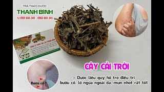 Cây Cải Trời - Công dụng của cây cải trời