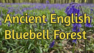 English Bluebells & Fairy Tales