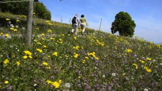 Spring in Holderbank(SO), Switzerland