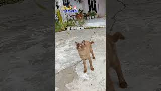 DANCING CAT Heboh #shots #cat #kucing #catlover #funny #funnycats #kucingmeong