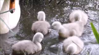 Seven Tiny Cygnets June 2022