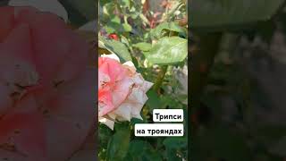 Чорні цятки на трояндах. Знову трипси.! #garden