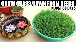 How To Grow Grass From Seed | SEED TO FINAL RESULT