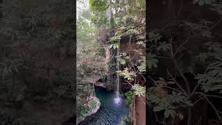 Massive indoor zoo! The Dallas World Aquarium! Have you been here? #zoo #shorts #fyp #texas #dallas