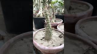 Pachypodium Saundersii