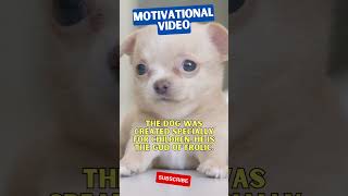 The dog was created specially for children, He is the god of frolic | Dog Motivation ❤️ #shorts