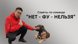 Собака не слушается, как научить команде "нет, фу, нельзя"