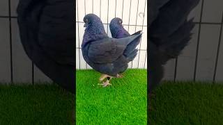 Black King Pigeon|| #foryou #foryouvideo #viral #viralvideo #youtubeshorts #ytshorts #trending