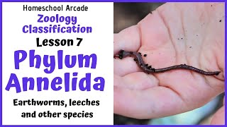 What are Annelids? | Phylum Annelida