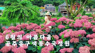 #공주수국 #공주가볼만한곳 #공주수국정원 #유구천수국 #공주 유구색동 수국정원