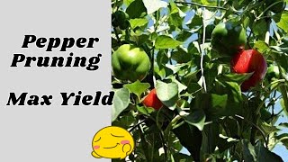 How To Prune Peppers For Maximum yield