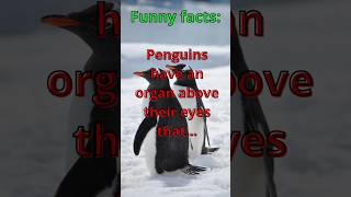 Penguins: The Comedians of the Animal Kingdom - Funny and Fascinating Facts #shorts