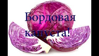 САЛАТ ИЗ КРАСИВОЙ КАПУСТЫ! Уникально витаминизированный!  #Рецепт !