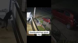 Home security footage captures the moment a set of disembodied legs #appalachia #scary #creepy