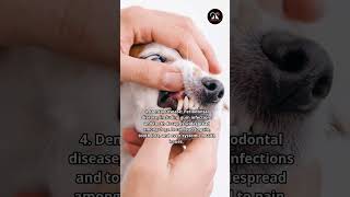 5 Most Common Dog Health Problems #shorts #dog