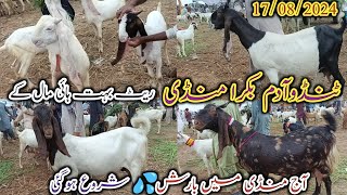 tando Adam bakra Mandi | Latest update today | aj mandi men barish hogi | date 17/08/2024