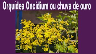 Orquídea Oncidium ou chuva de ouro