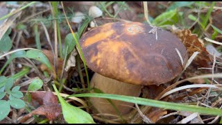 Бронзові Білі гриби в Хорватії - Листопад 2023. Boletus aereus