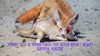 Fennec Fox 12 Weird Facts You Never Knew  Desert Survival Master #weirdanimals #facts #rareanimals