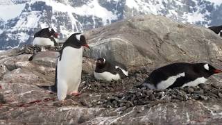 Experiencing Antarctica up close | Hurtigruten Cruises