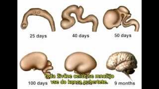 Človeški možgani, razvoj v maternici [od spočetja do rojstva umetni splav nosečnost porod]