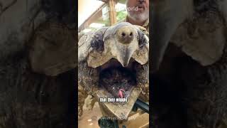 Aligator Snapping Turtle | Nature's Stealthy Predator