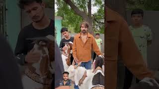 Bhai kitni badi baat kah di #bakramandi #bakraeid #shorts #experiment #explore #bkra #shorts #reels