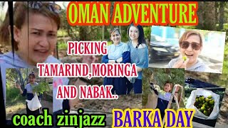 PICKING TAMARIND,MORINGA,NABAK/BARKA/OMAN ADVENTURE