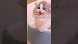 The little kitten is meowing!💕😻 #meow #kitten  #cat