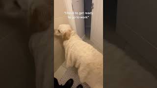 Dogs Are The Best tiktok codygoldenretriever1